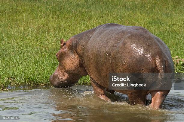 Hippo Lasciando Il Fiume Nilo - Fotografie stock e altre immagini di Acqua - Acqua, Africa, Africa orientale