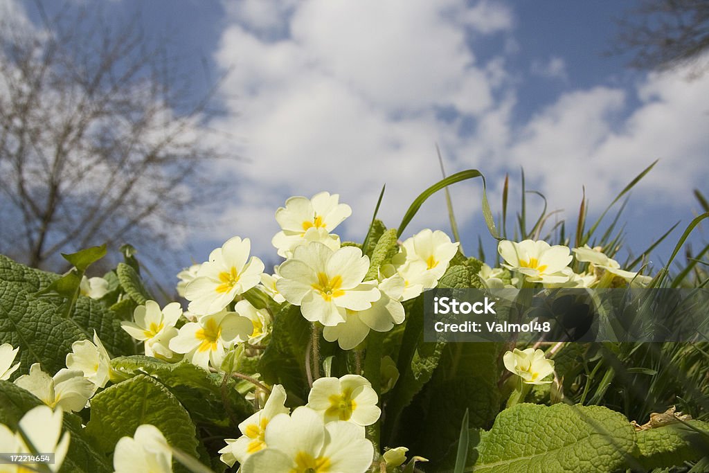 Primroses in primavera - Foto stock royalty-free di Ambientazione esterna