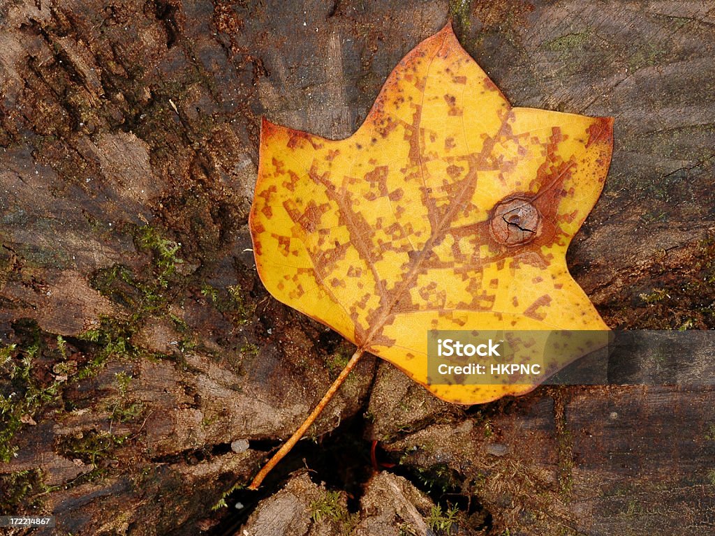 Hojas de otoño en Mossy tocón - Foto de stock de Aire libre libre de derechos