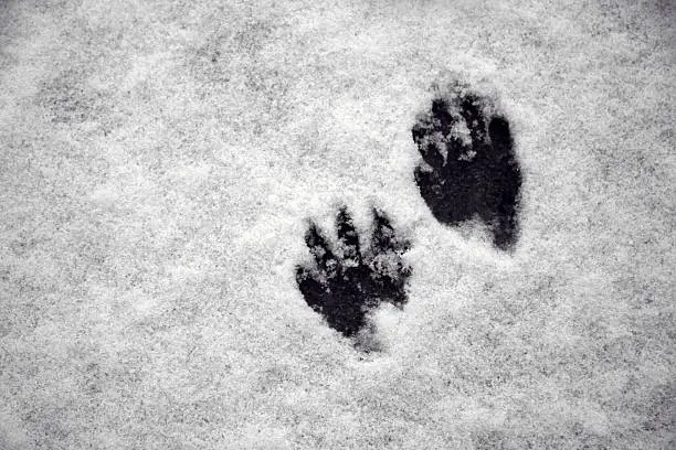 racoon paw prints in the snow