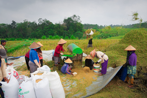 on October 7 2023, during the dry season and the El Nino storm which rice farmers in the Kemumu area, North Bengkulu, Indonesia, are also feeling, how grateful the farmers are because the irrigation water that is well processed by the farmers can make the rice harvest remain good and become a price. the good one