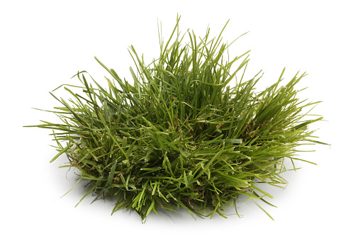 A  small green tuft of grass isolated on a white background. A soft shadow falls below the leaves of grass.