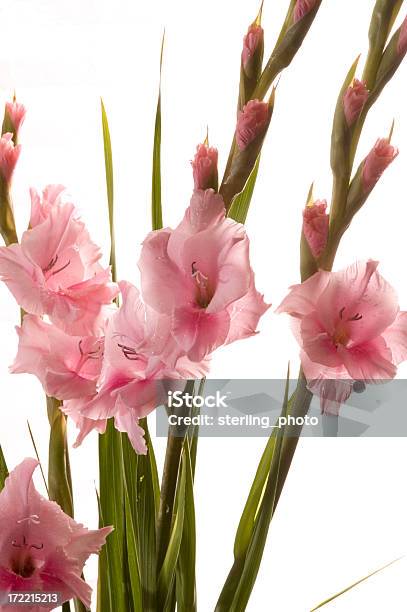 Gladioli 흰색 바탕에 그림자와 글라디올러스에 대한 스톡 사진 및 기타 이미지 - 글라디올러스, 꽃-식물, 백합