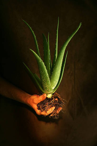 Starke Aloe Vera – Foto