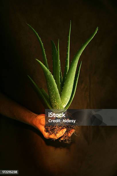 Powerful Aloe Vera Stock Photo - Download Image Now - Aloe Vera Plant, Aloe Vera Gel, Gardening
