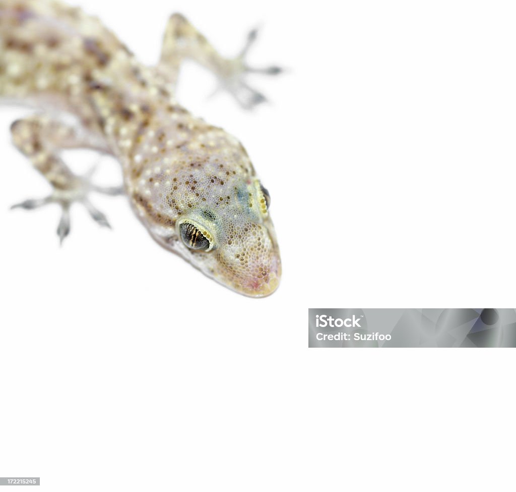 gecko primer plano de los ojos - Foto de stock de Aire libre libre de derechos