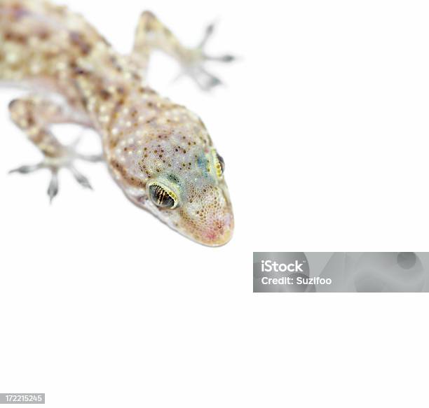 Gecko Primer Plano De Los Ojos Foto de stock y más banco de imágenes de Aire libre - Aire libre, Animal, Animal vertebrado