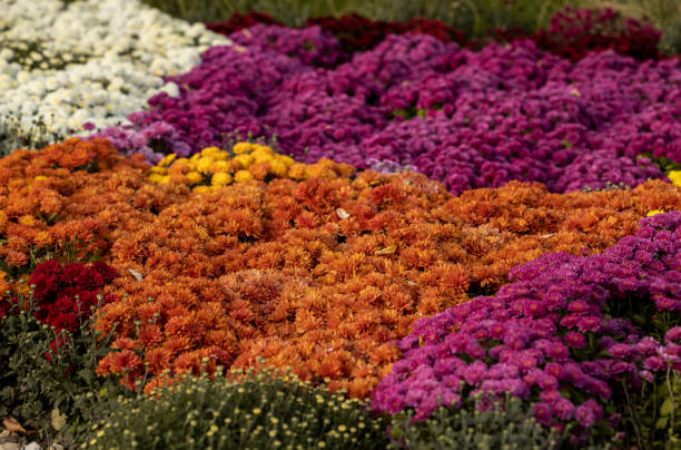 istock Chrysanthemum flowers 1722153188