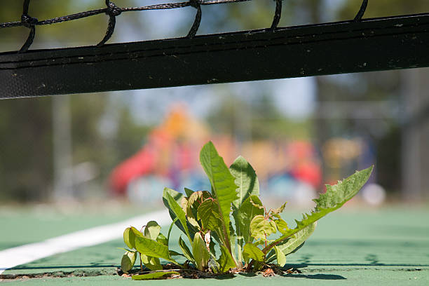 テニス weeds - tennis in a row team ball ストックフォトと画像