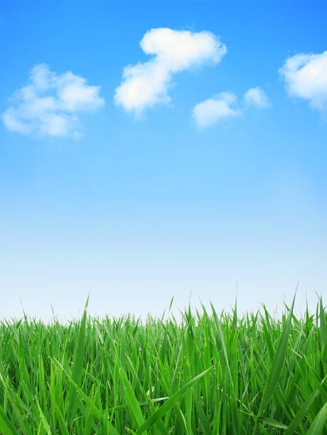 istock Green grass field with a cloudy blue sky 172215410