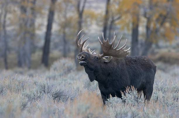 Bull Moose Bull Moose during the rut bull moose stock pictures, royalty-free photos & images