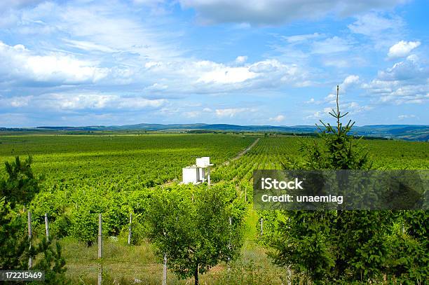 Foto de Romeno Vinhedo e mais fotos de stock de Agricultura - Agricultura, Ajardinado, Azul