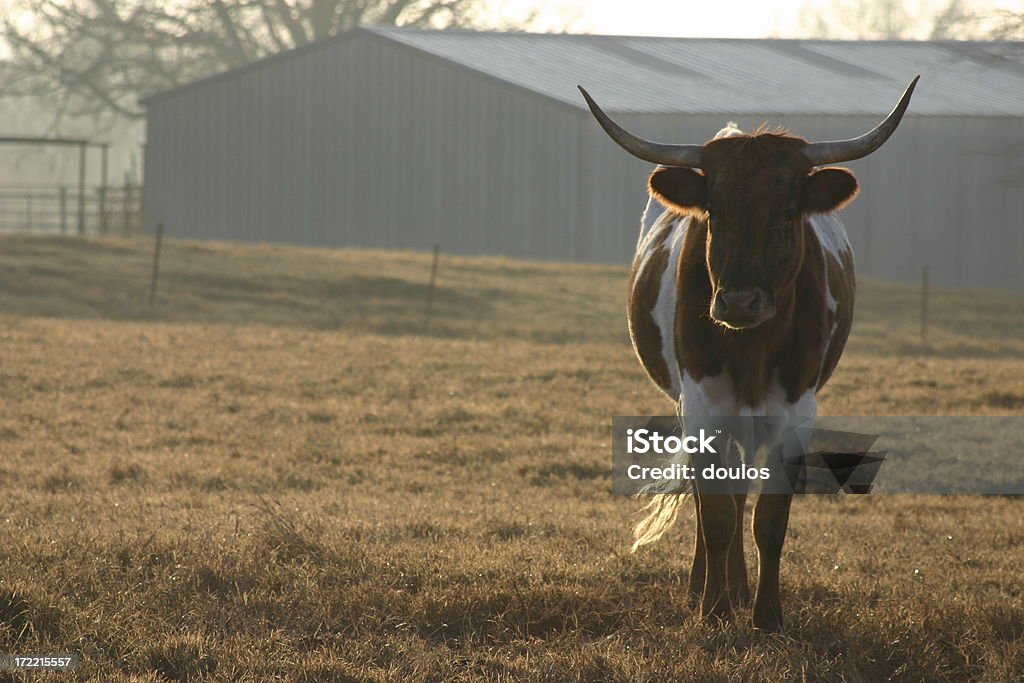 texas longhorn - Lizenzfrei Fotografie Stock-Foto