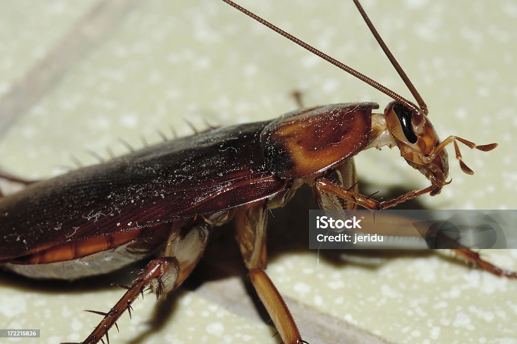 Cockroach "Close-up study of a cockroach (Insecta, Order Blattaria). Photographed in Thailand." Animal Stock Photo