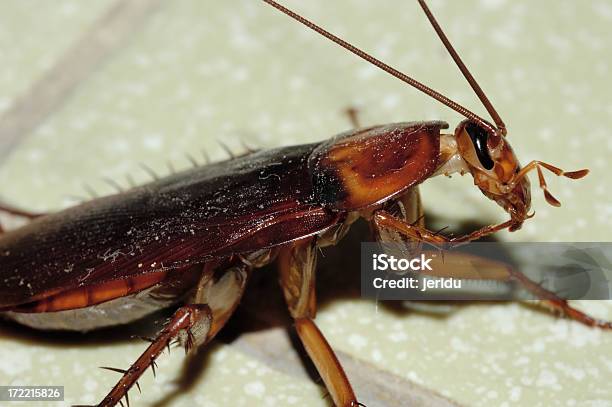 Cockroach Stock Photo - Download Image Now - Animal, Close-up, Cockroach