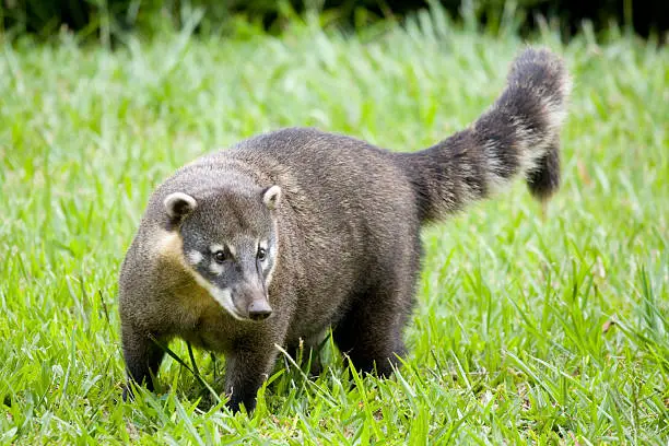 A Coati at the iguacu national park