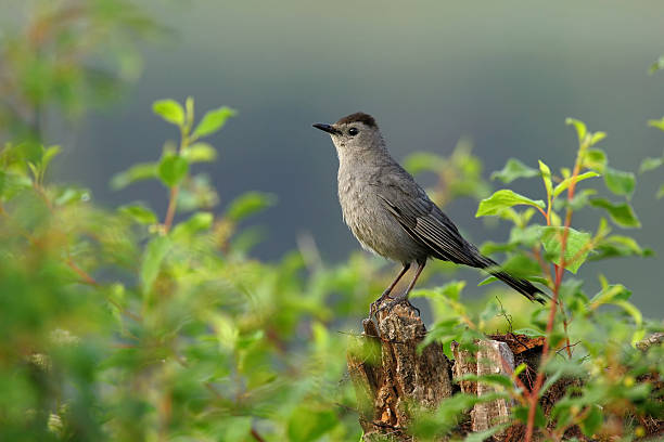 gray catbird