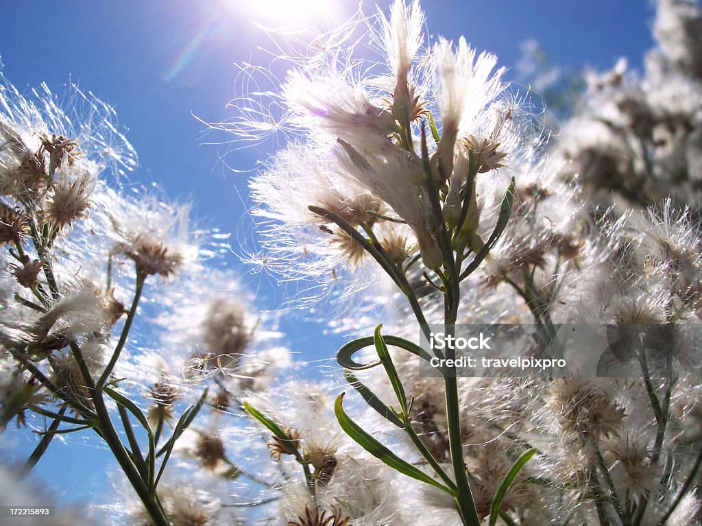 Luminoso Flaxen - Foto stock royalty-free di Fiore