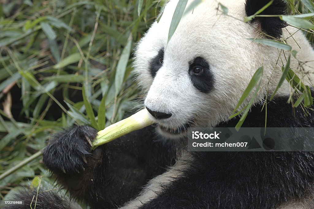 Животные: Panda ест - Стоковые фото Бамбук роялти-фри