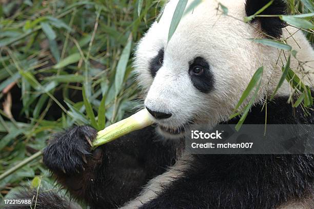 Животные Panda Ест — стоковые фотографии и другие картинки Бамбук - Бамбук, Большая панда, Лес