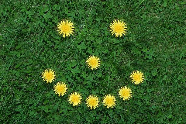 istock Dandelion and Clover Happy Face 172216043