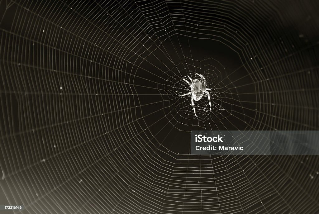 Araignée - Photo de Arachnide libre de droits