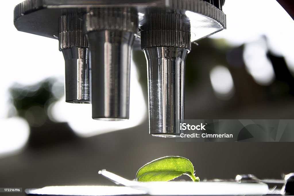Analyze this - 9 Close-up of a microscope and a small green leaf Analyzing Stock Photo