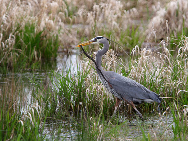 Blue Heron with Snake stock photo