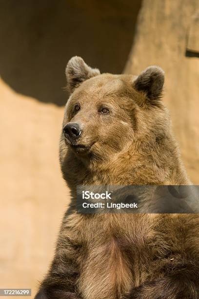 큰곰 0명에 대한 스톡 사진 및 기타 이미지 - 0명, 갈색, 감금 상태