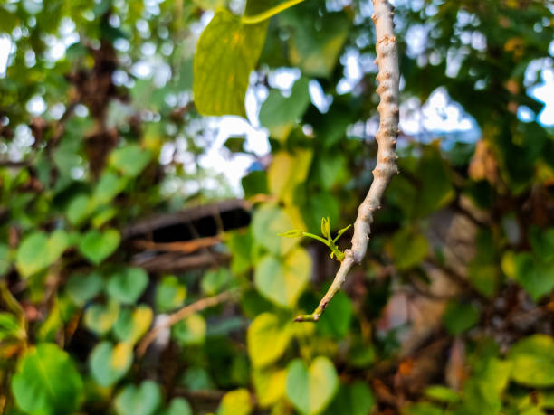 istock a close-up of a tree branch with leaves 1722163918