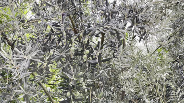 olive tree zeytin