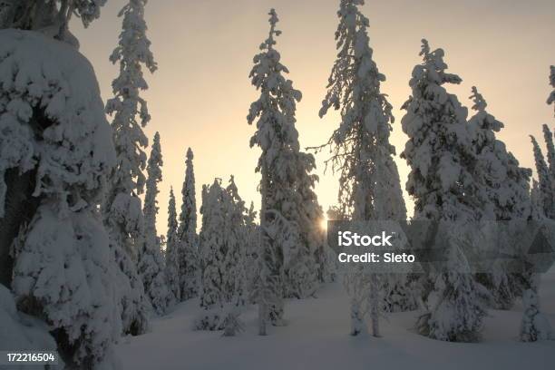 De Volta Iluminado Floresta Coberto De Neve - Fotografias de stock e mais imagens de Abeto - Abeto, Ao Ar Livre, Aventura