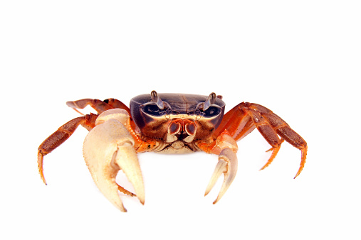 Crab 3d render