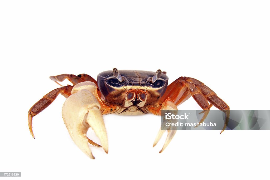 Crab  Crab Stock Photo