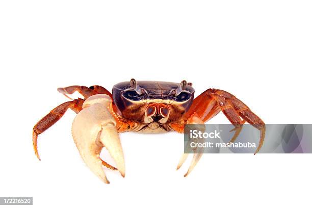 Crab Stock Photo - Download Image Now - Crab, Crab - Seafood, Cut Out