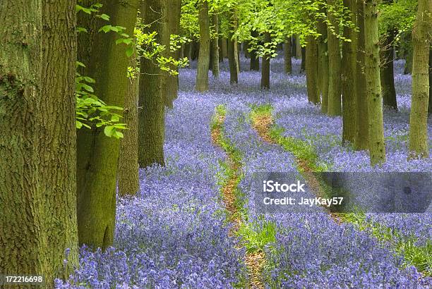 Weg Der Sich Durch Ein Teppich Von Bluebells In Einem Wald Stockfoto und mehr Bilder von Baum