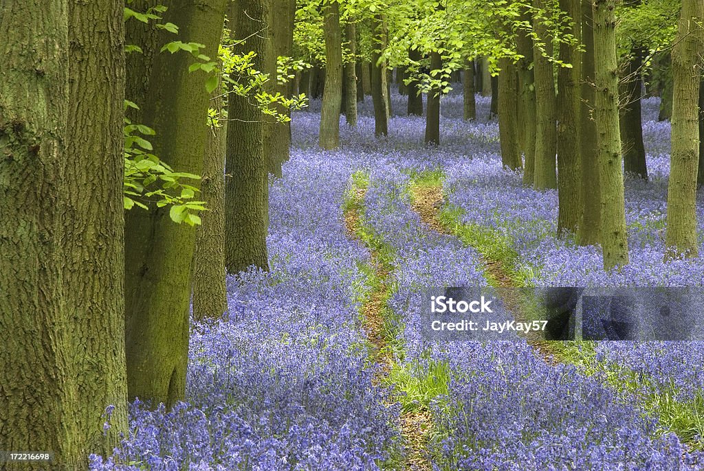 Avvolgimento percorso attraverso un tappeto di bluebells in una foresta - Foto stock royalty-free di Albero