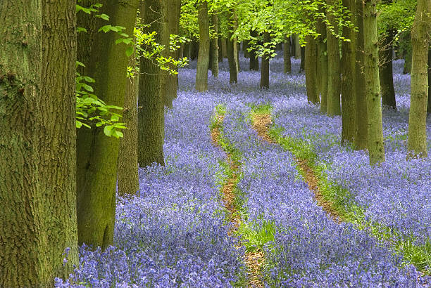istock Path winding through a carpet of bluebells in a forest 172216698