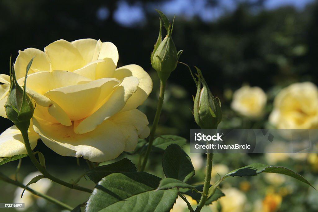 노란색 로즈 - 로열티 프리 꽃-식물 스톡 사진