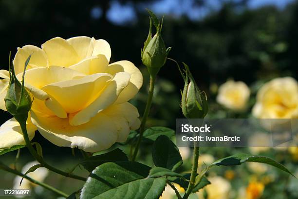 Rosa Amarela - Fotografias de stock e mais imagens de Beleza - Beleza, Flor, Flora