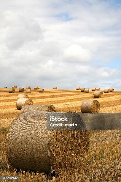 Pole Bele Słomy W Paski - zdjęcia stockowe i więcej obrazów Anglia - Anglia, Balot, Czas