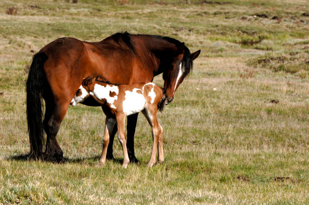 nuevo potro - foal mare horse newborn animal fotografías e imágenes de stock