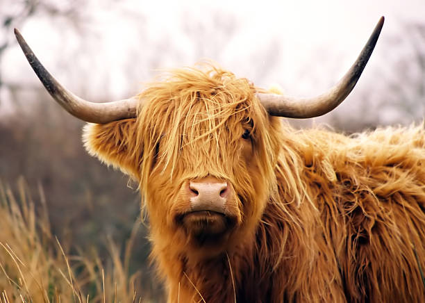 Highland Cow This is a shot I took when in Scotland of an Highland Cow.  I just love these guys... highland cattle stock pictures, royalty-free photos & images