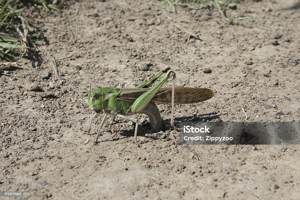 Locust lamas ovos - Foto de stock de Animal royalty-free