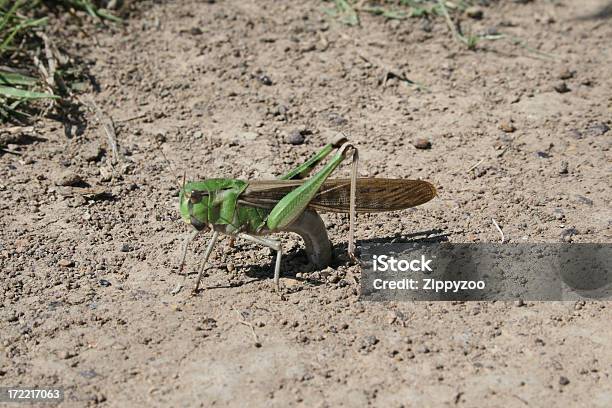 Foto de Locust Lamas Ovos e mais fotos de stock de Animal - Animal, Artrópode, Beleza