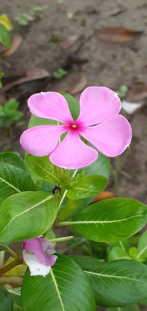 緑の葉の背景にピンクのマダガスカルツルニチニチソウの花 - catharanthus ストックフォトと画像