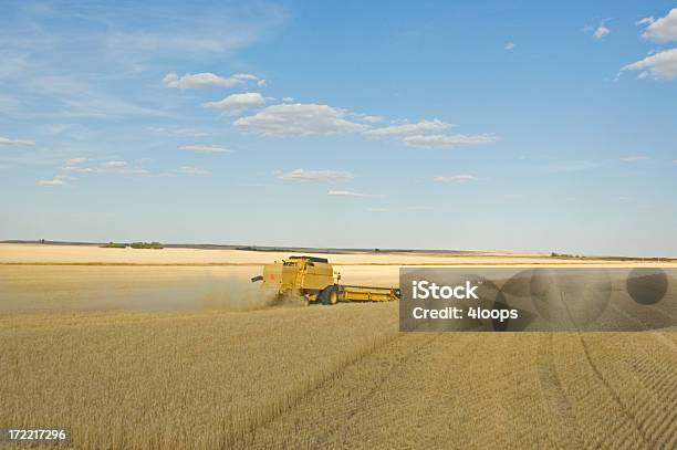 Harvest Scenic Stock Photo - Download Image Now - Crop - Plant, Harvesting, Saskatchewan