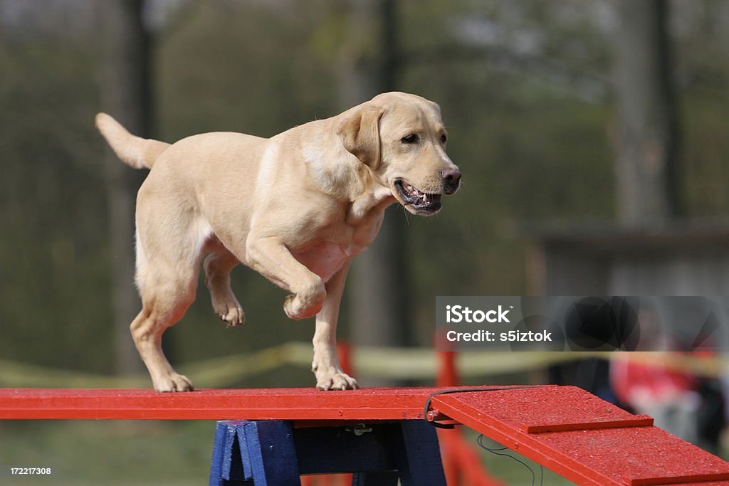 Labrador retriever - Foto de stock de Animal Treinado royalty-free