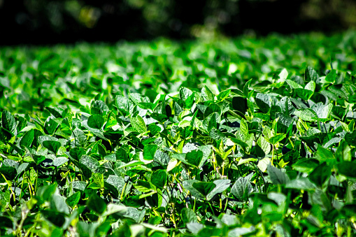 A lush field of soybeans are growing in the sunlight. The mid-ground is in focus. There is copy space towards the top of the image.