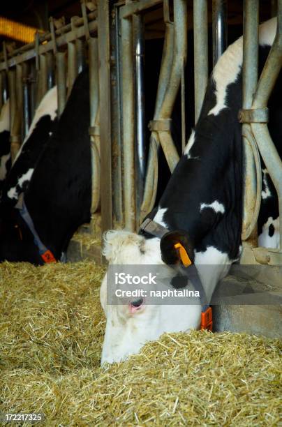 Nutrire Gli Animali - Fotografie stock e altre immagini di Animale - Animale, Bancarella, Bestiame